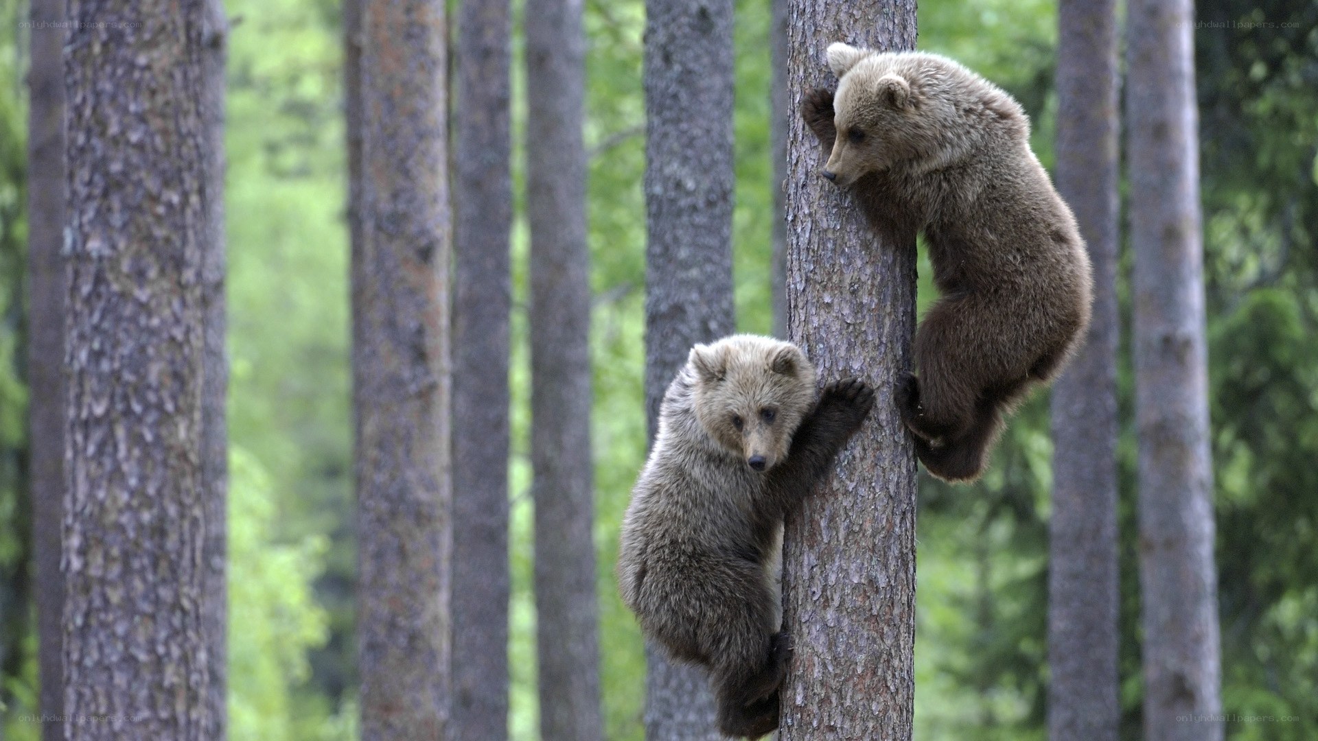 Bear cubs climbing tree