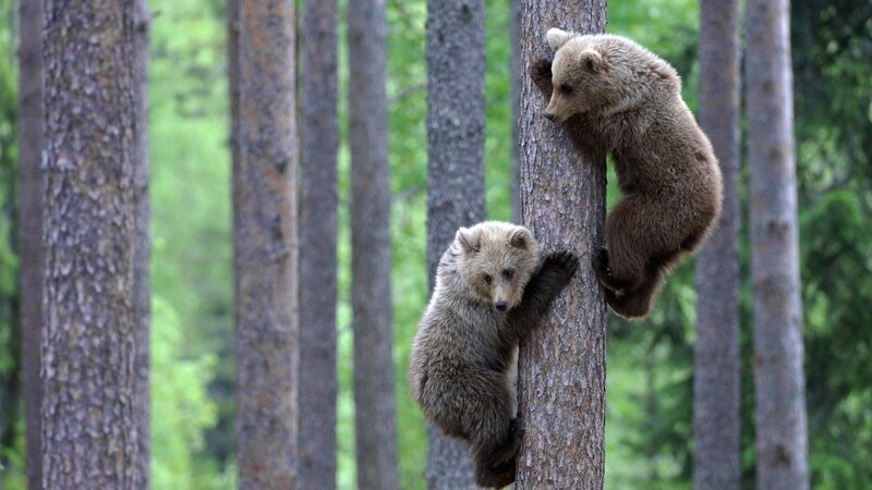 Bear Cubs Climbing Tree — Brown