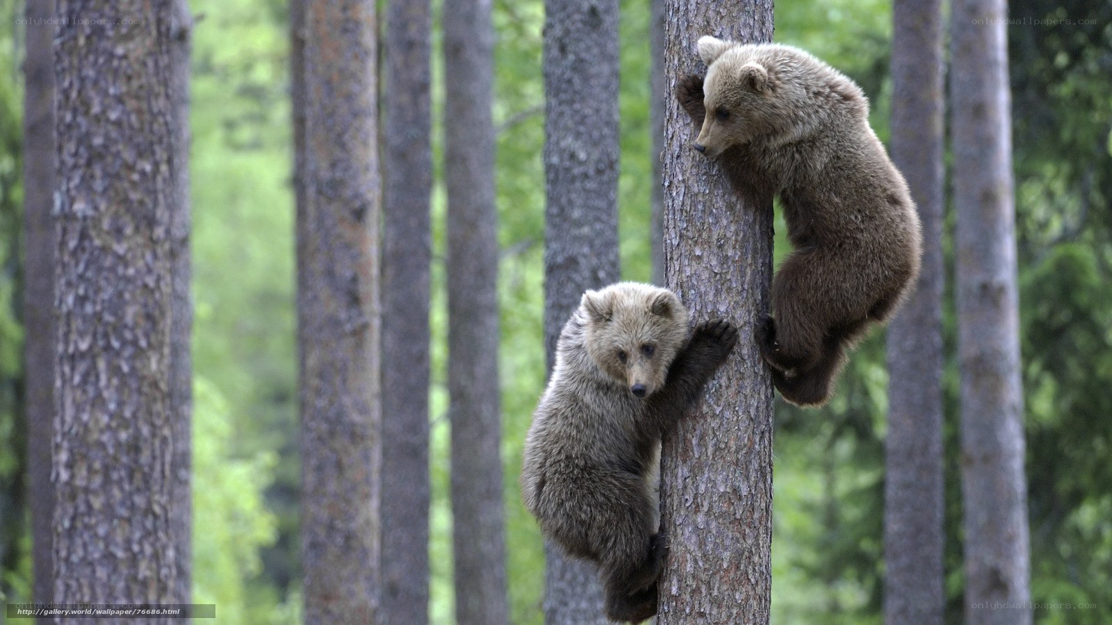 Bear cubs climbing tree