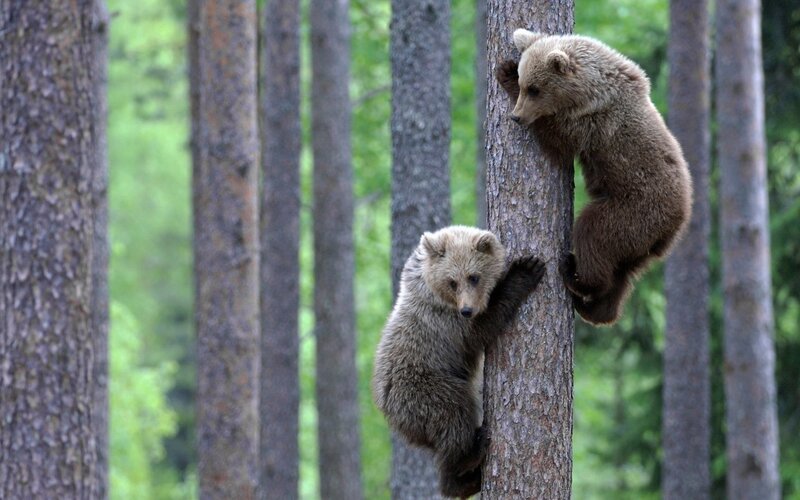Bear cubs climbing trees