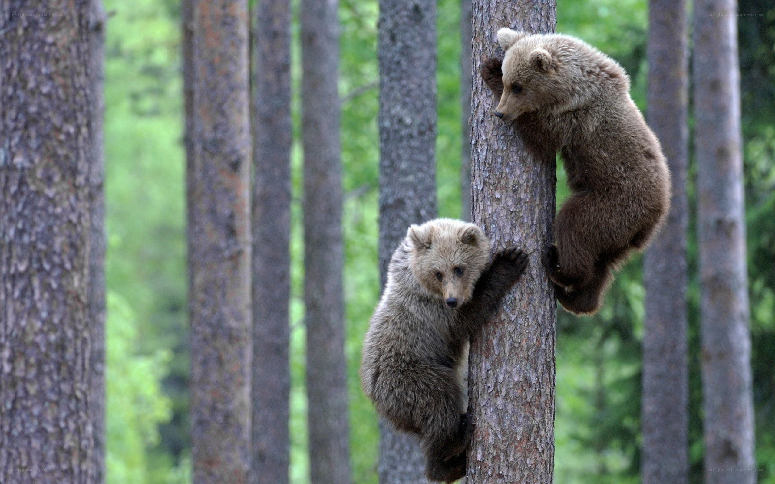 Bear cubs climbing trees