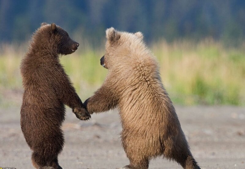bear cubs holding hands