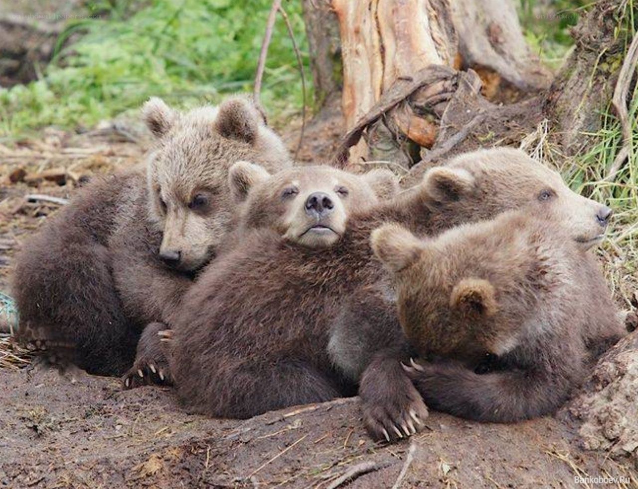 Bear cubs huddled together