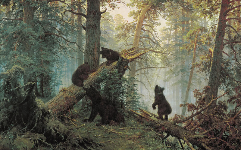 Bear cubs in a forest