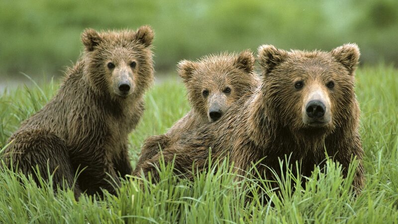 Bear cubs in grass