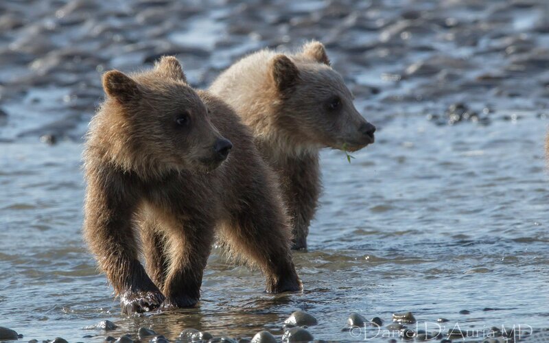 bear cubs in shallow water