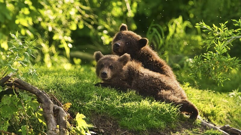 Bear cubs in the forest
