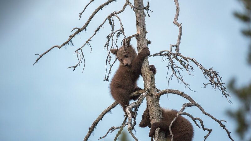 Bear Cubs in Tree