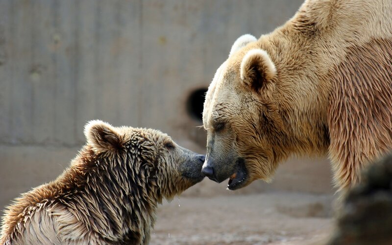 Bear cubs nuzzling