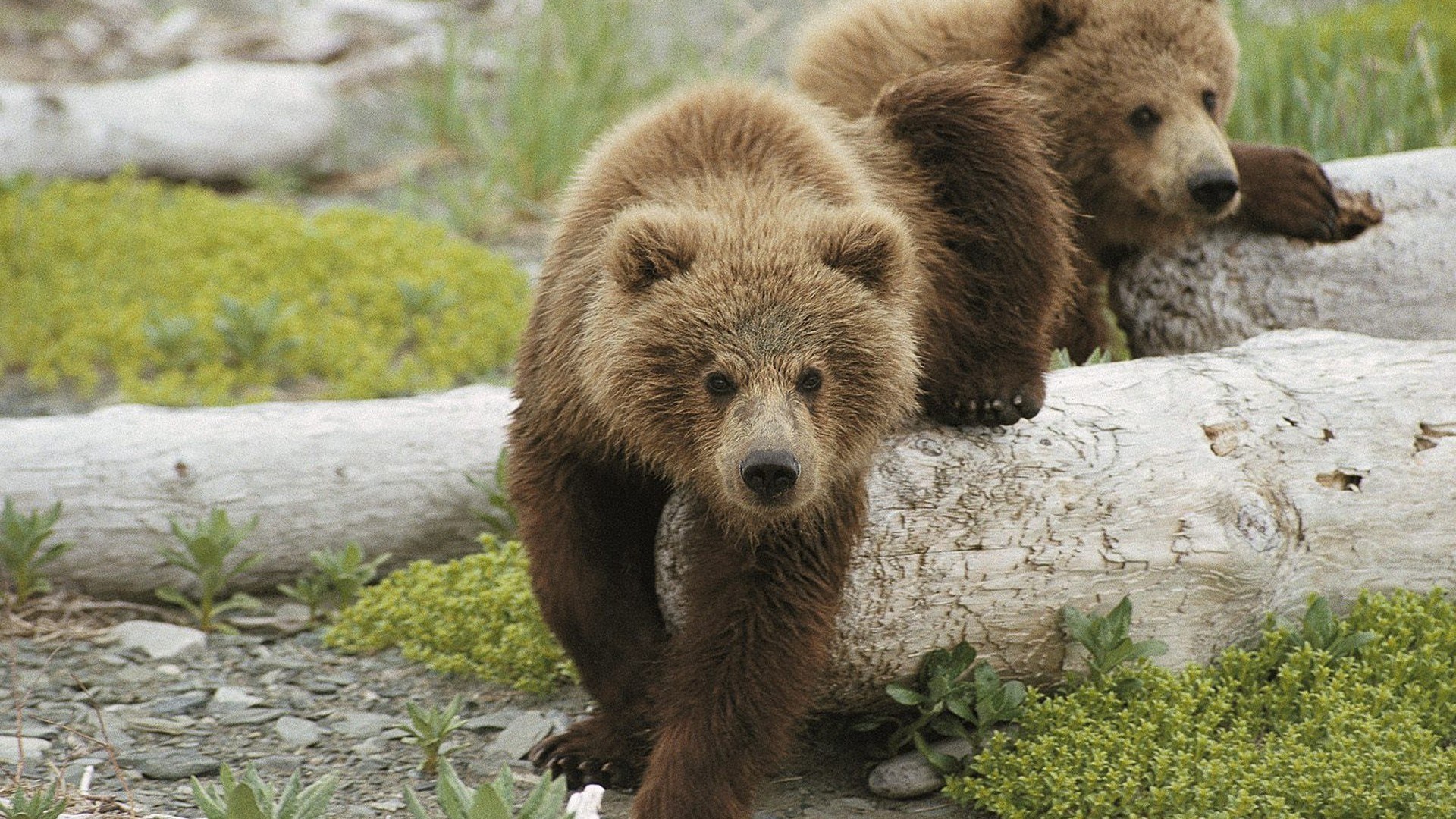 Bear cubs on a log