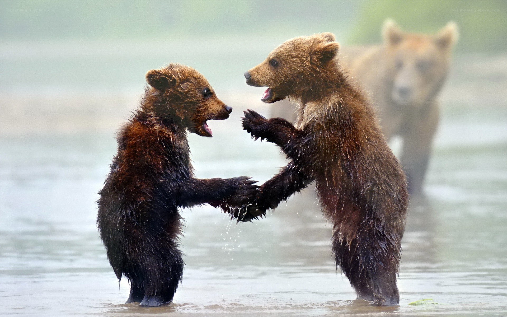 Bear cubs play in water