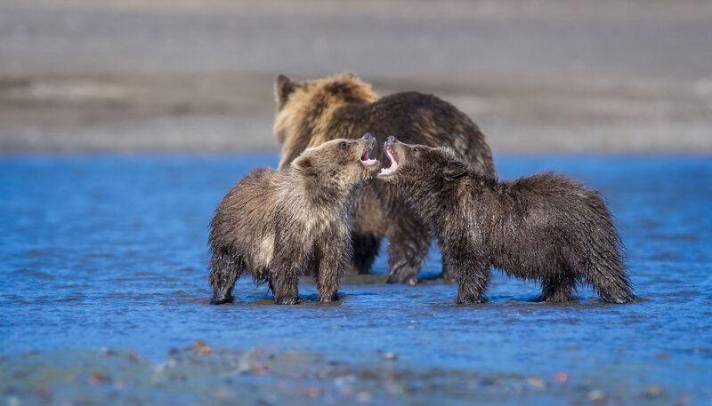 Bear Cubs Playing — Blue