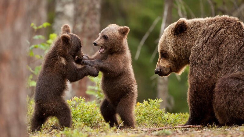 Bear Cubs Playing — Brown, Playful