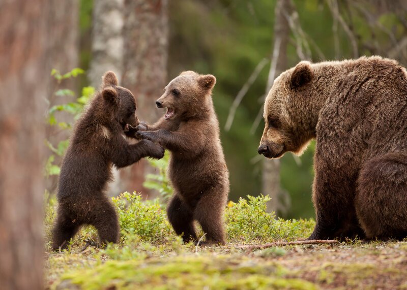 Bear Cubs Playing — Brown