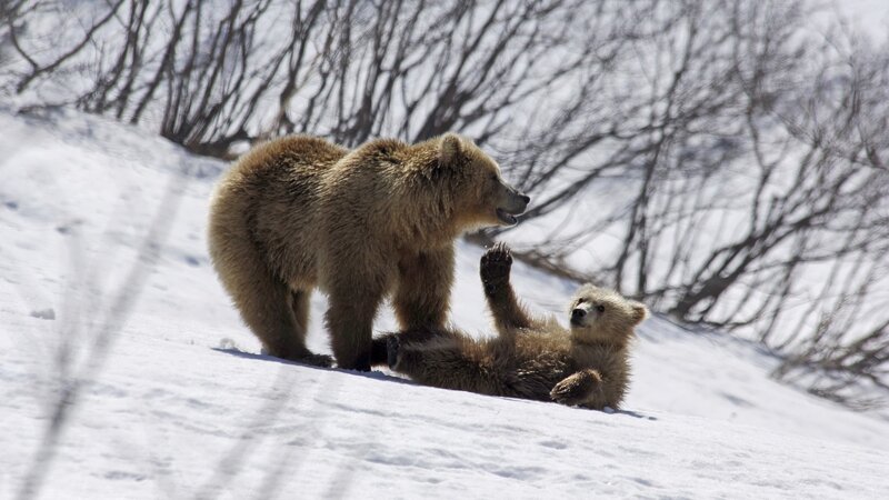Bear cubs playing in snow