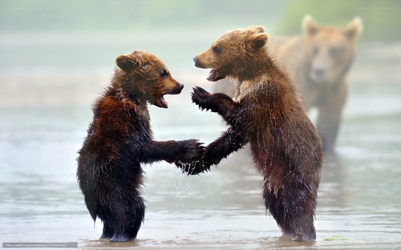 Bear cubs playing in water