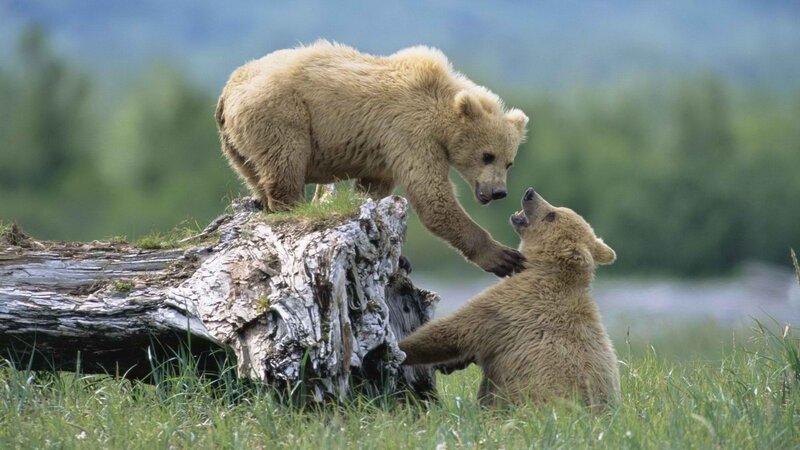 Bear cubs playing on log