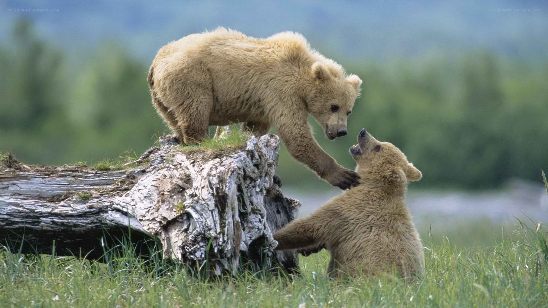 Bear cubs playing on log