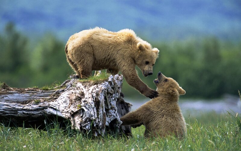 Bear cubs playing on log