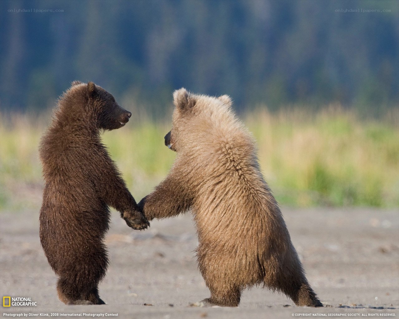 Bear cubs playing together