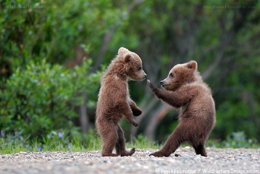 bear cubs playing