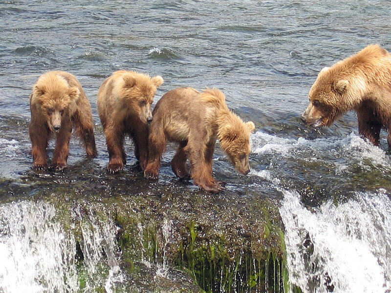 Bear cubs with mother by waterfall