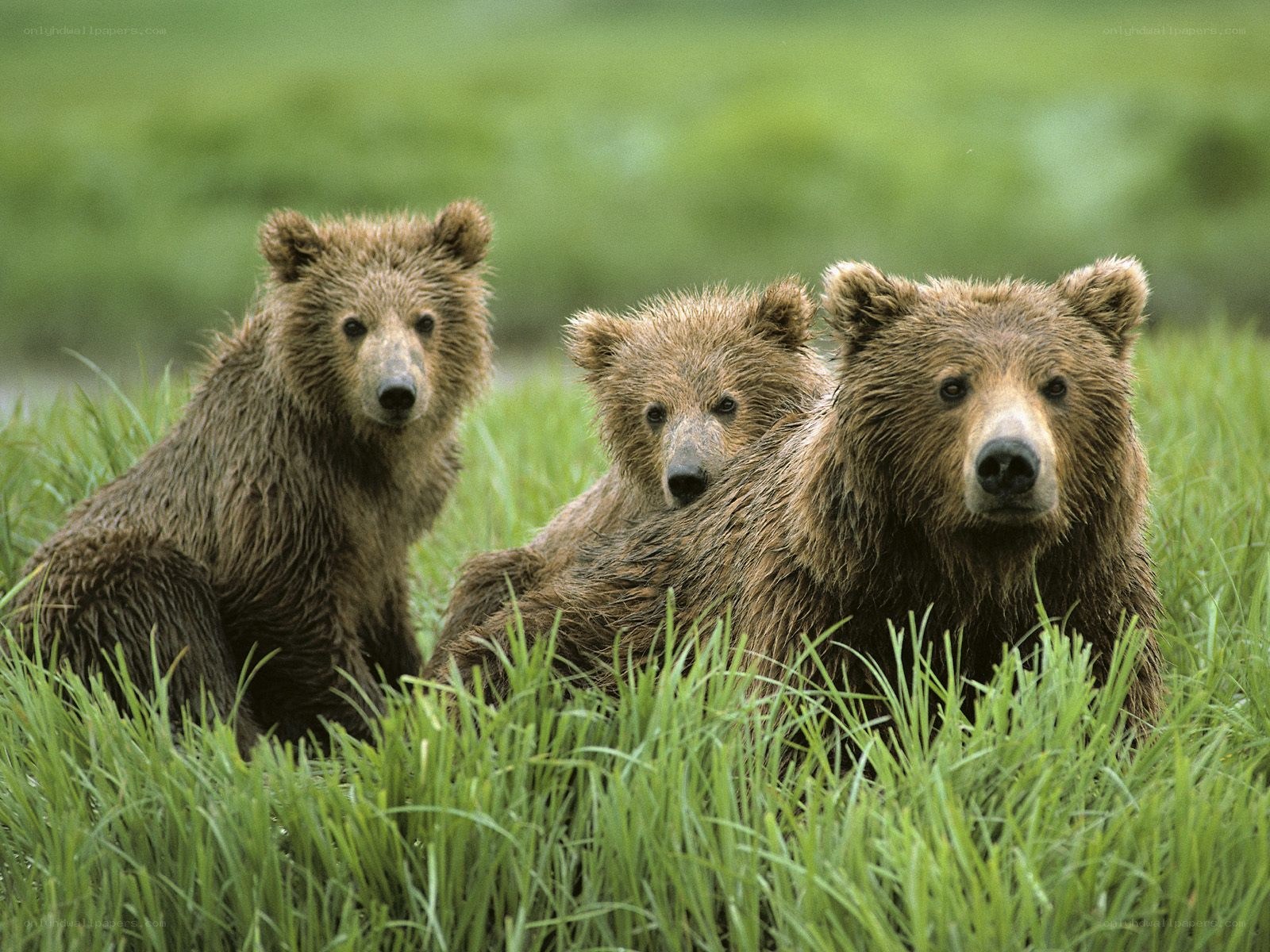 Bear cubs with mother in grass