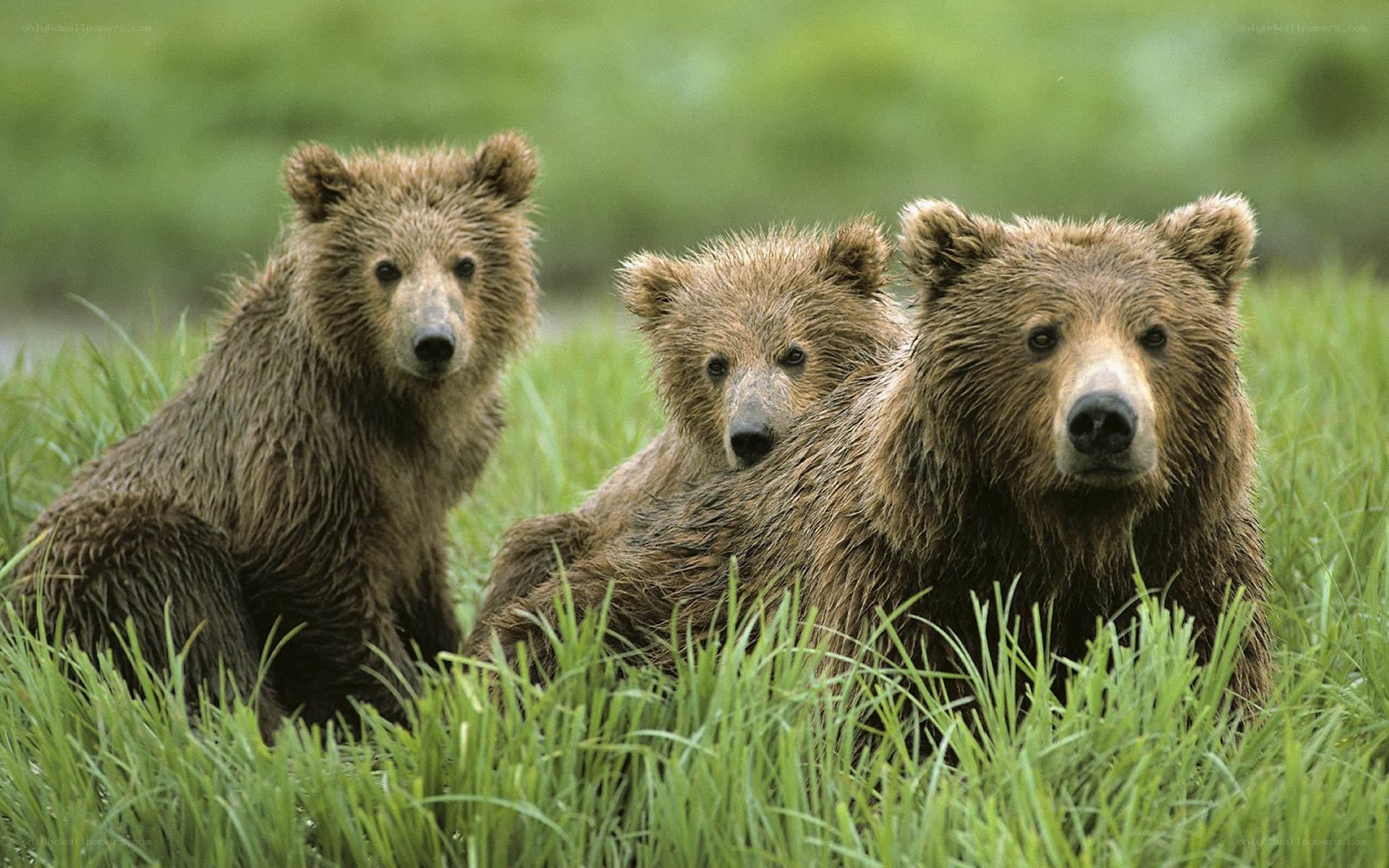 Bear cubs with mother in grass