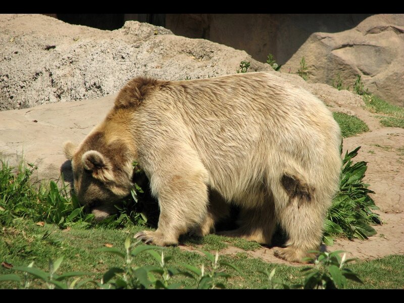 bear eating grass in enclosure