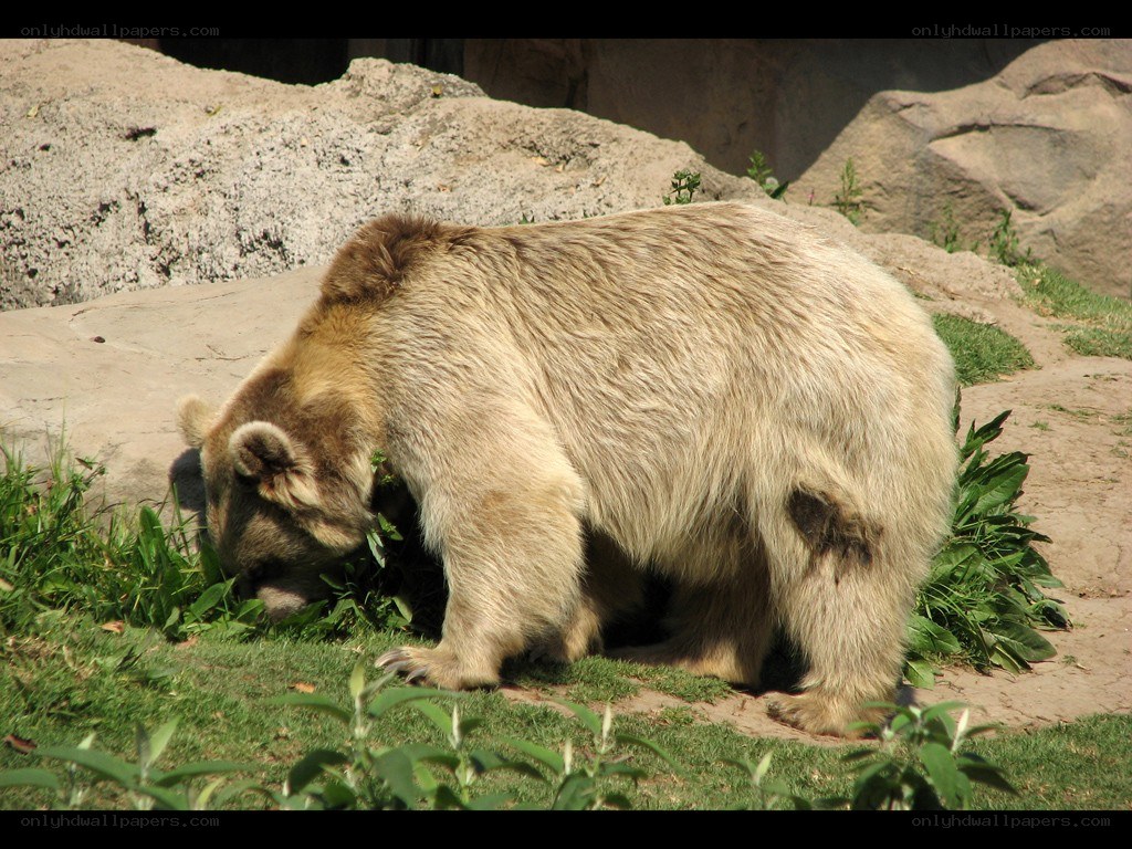 bear eating grass in enclosure