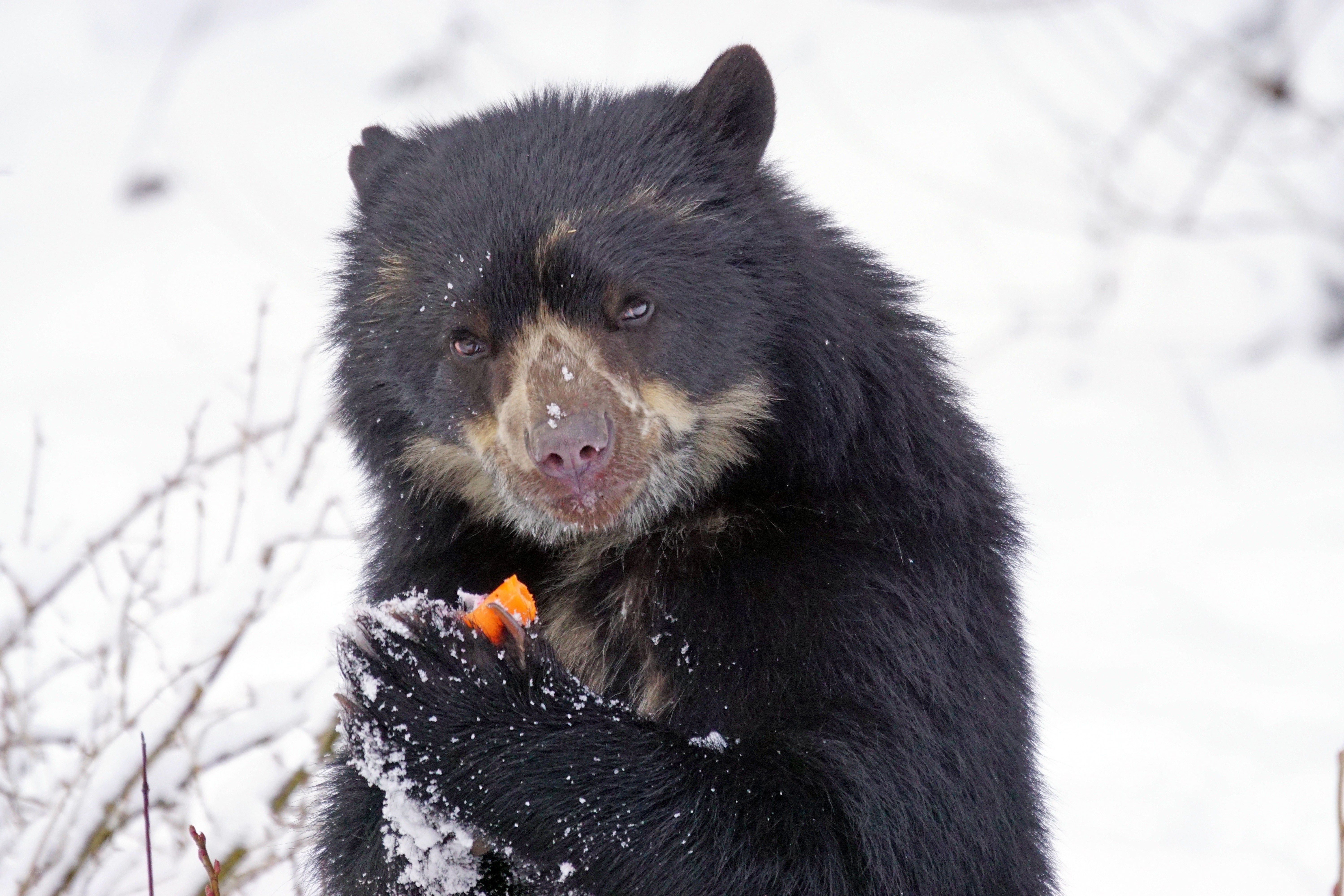 Bear eating in the snow