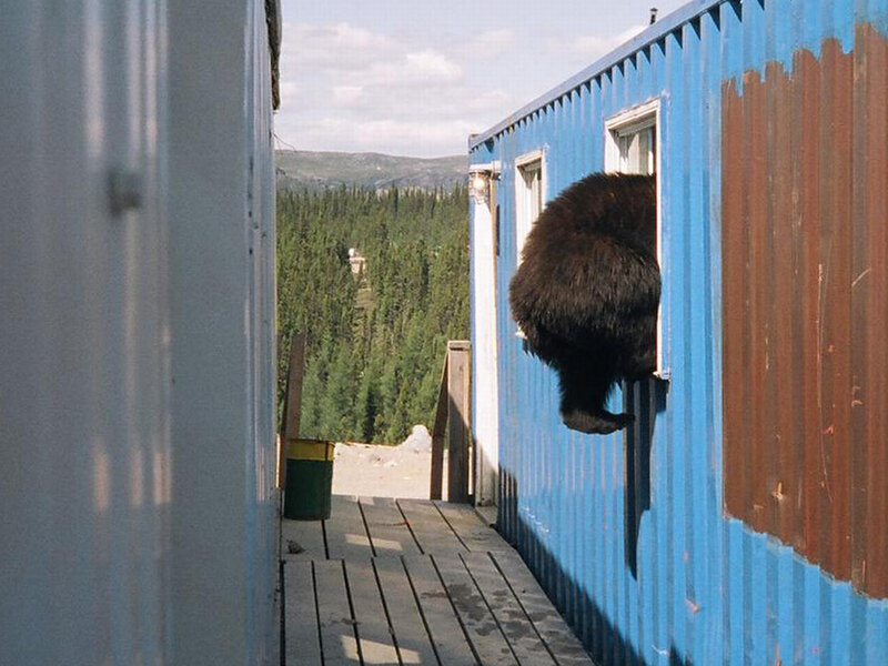 bear entering building window