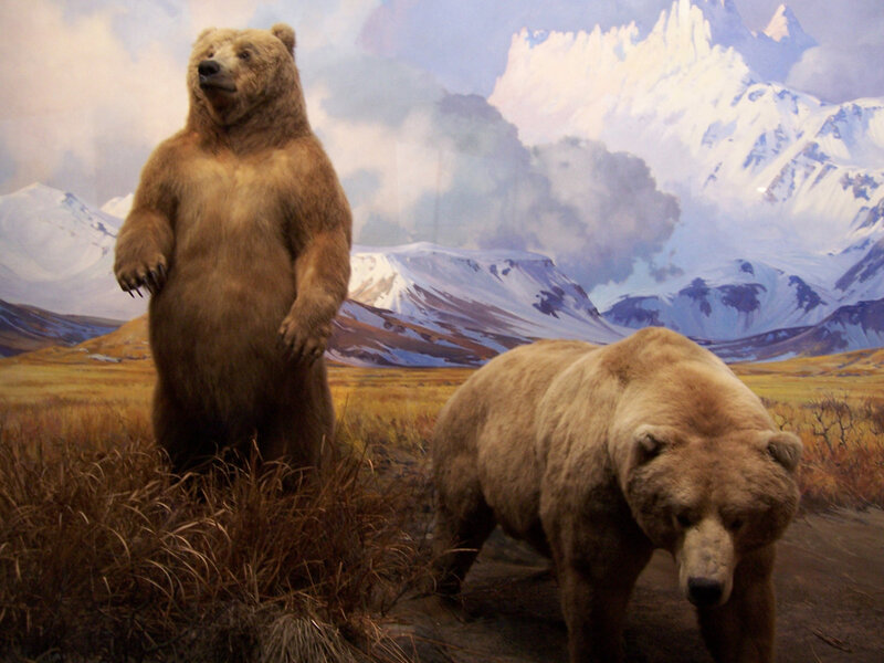 Bear exhibit in museum