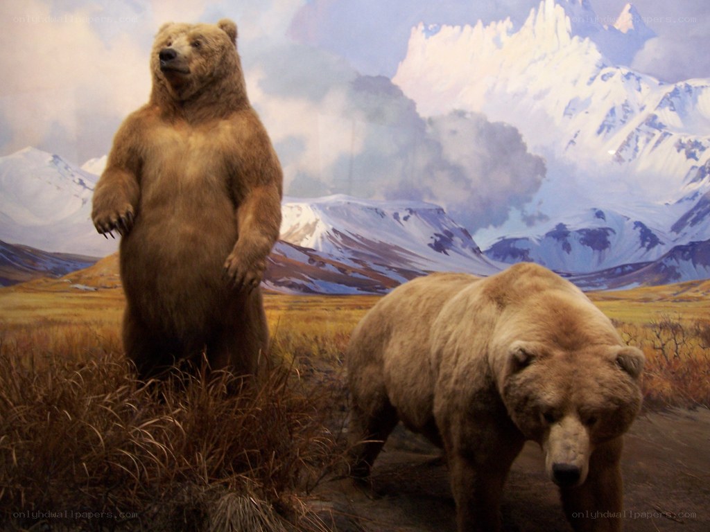 Bear exhibit in museum