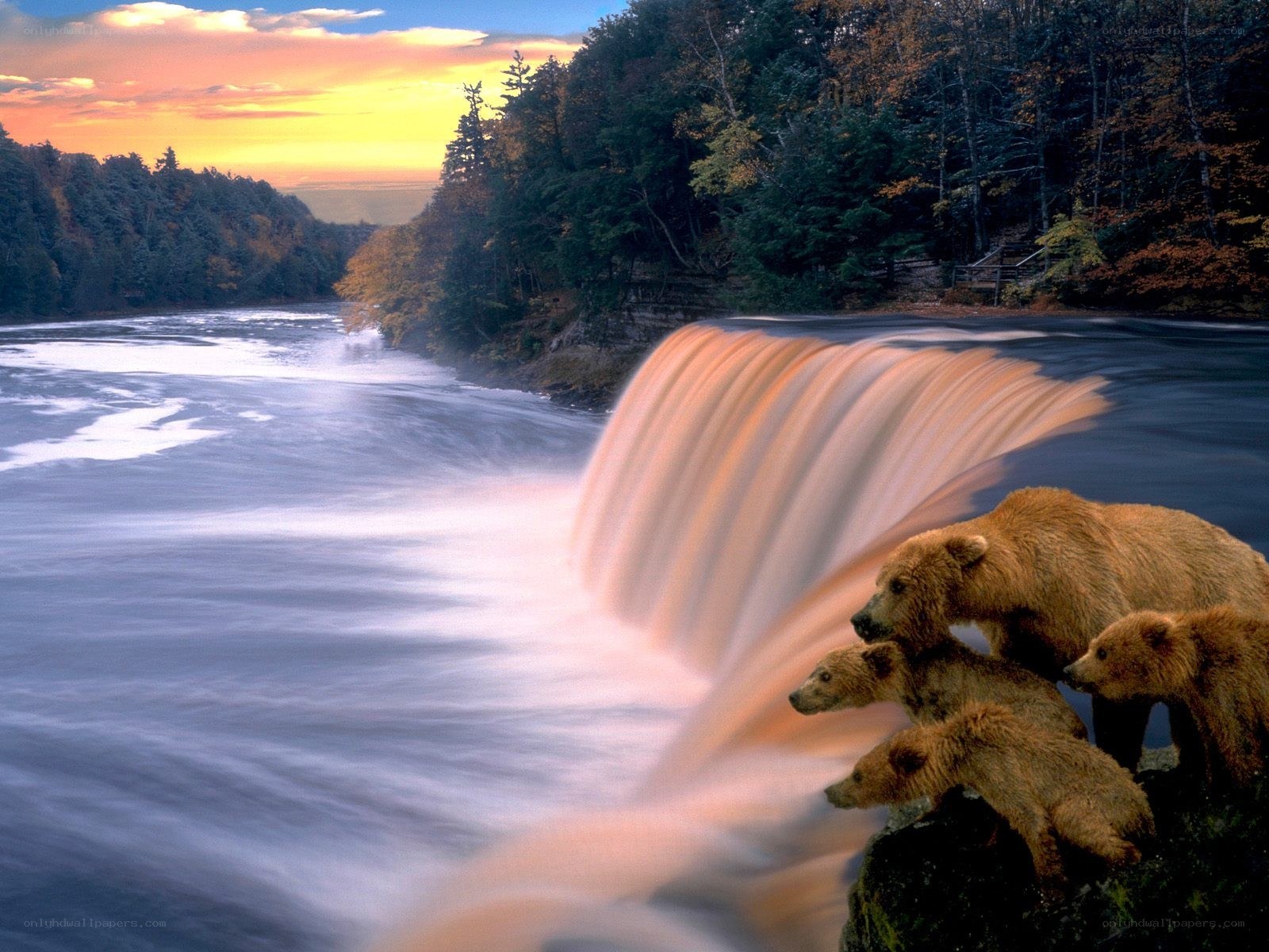 Bear family at waterfall