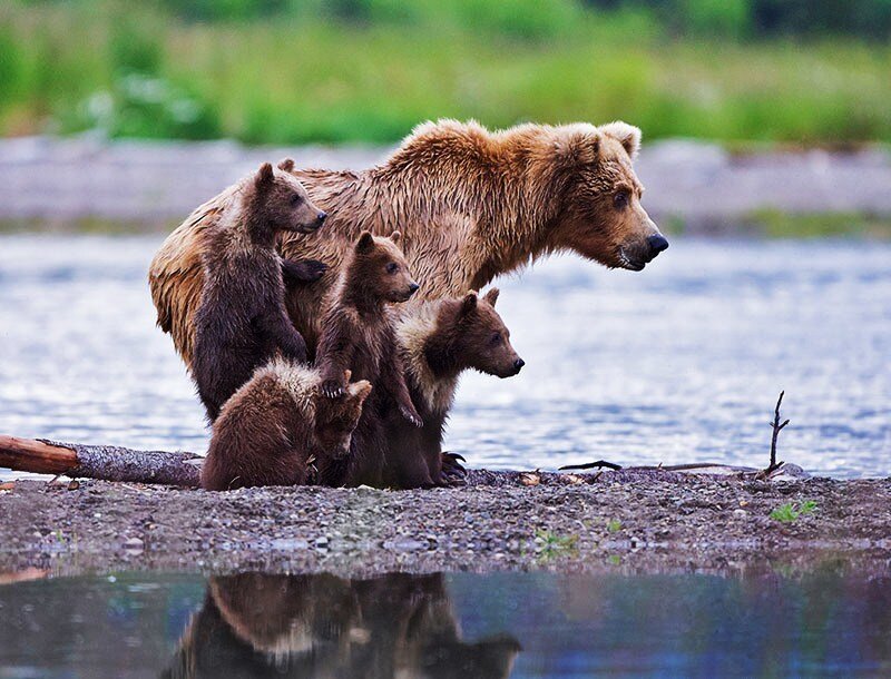 Bear family by the river