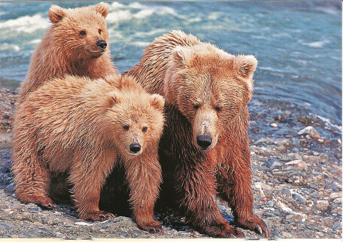Bear family by the river
