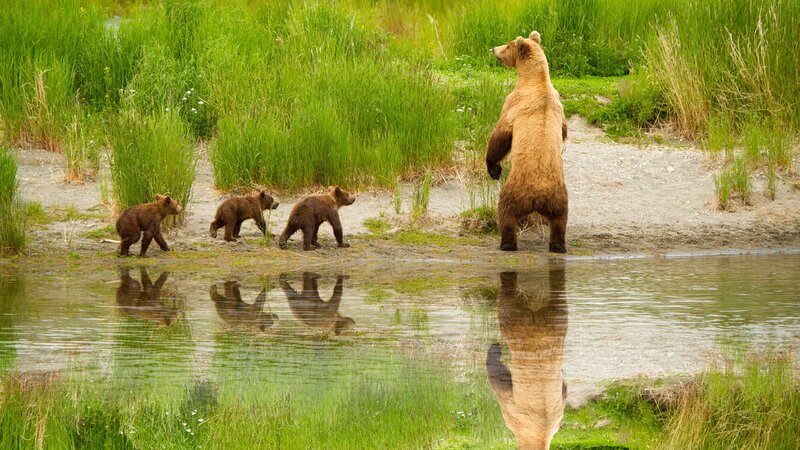 Bear family by the water