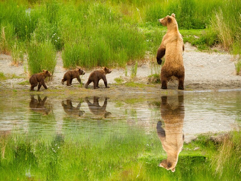 Bear family by the water