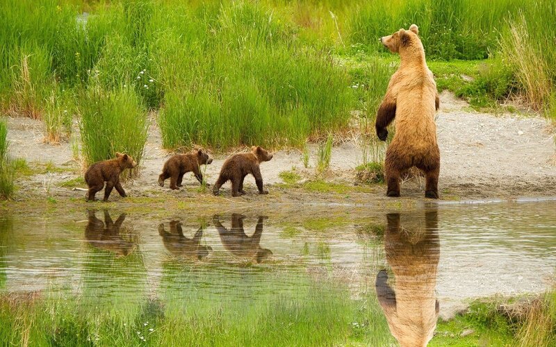 Bear family by the water