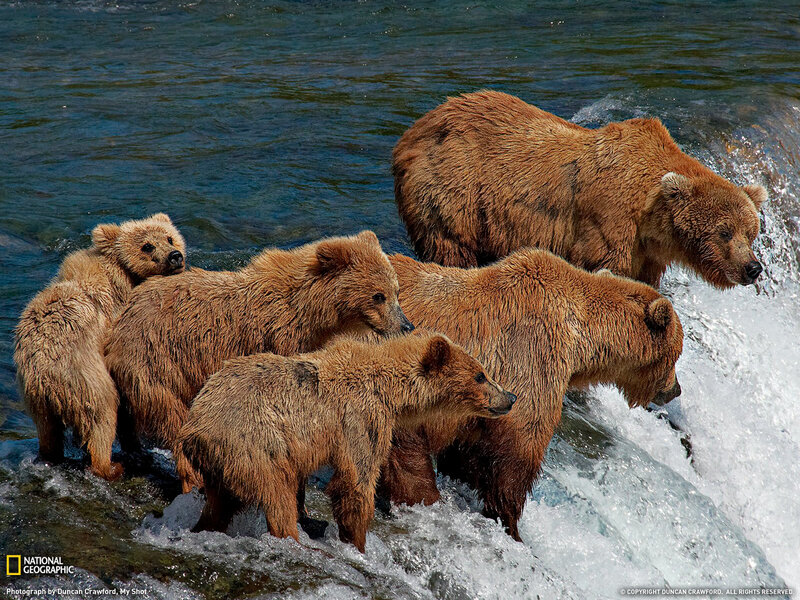 Bear family fishing in river