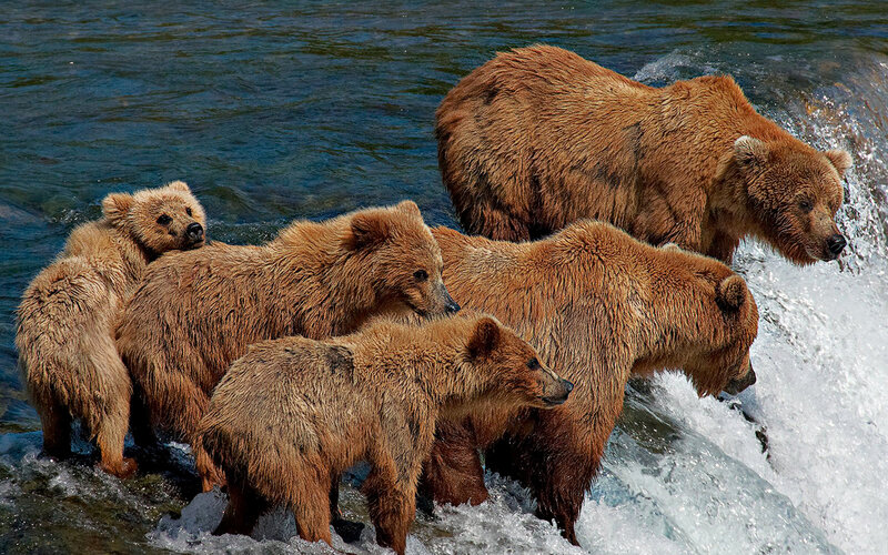 Bear family fishing in river