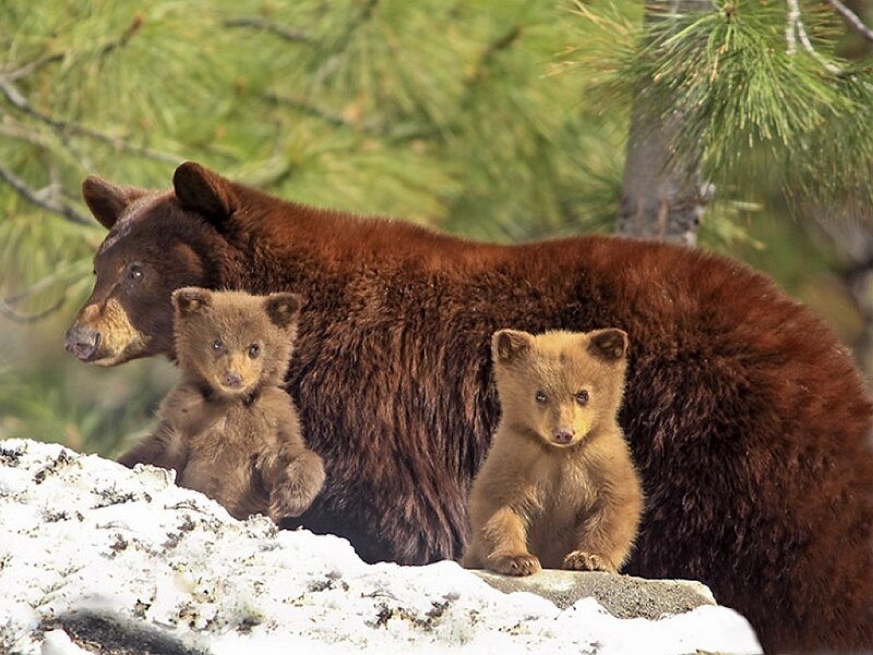 Bear family in forest