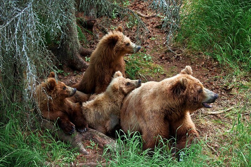 Bear family in forest