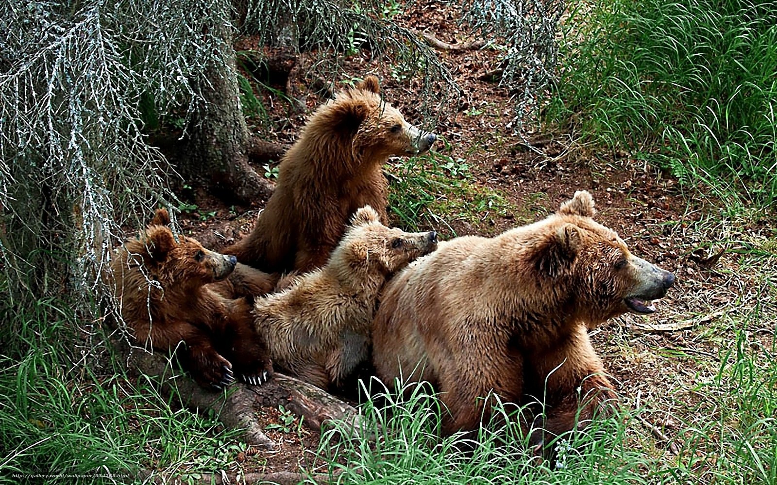 Bear family in forest