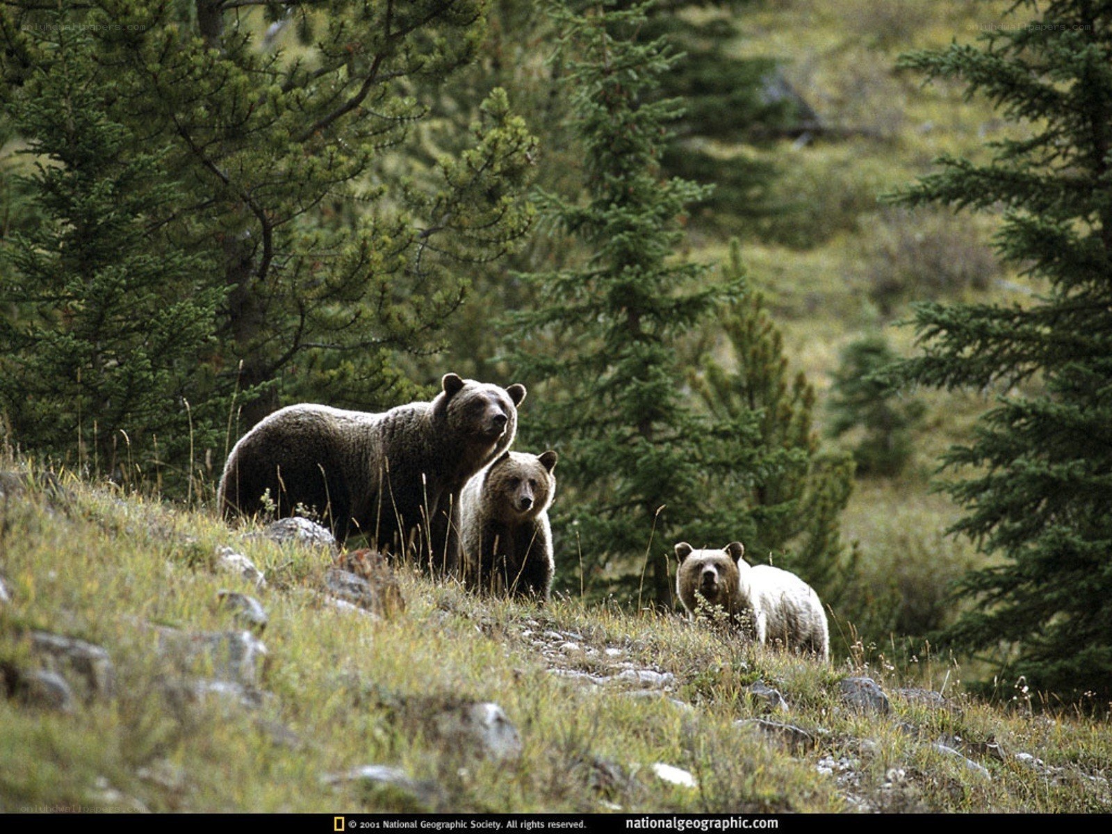 Bear family in forest