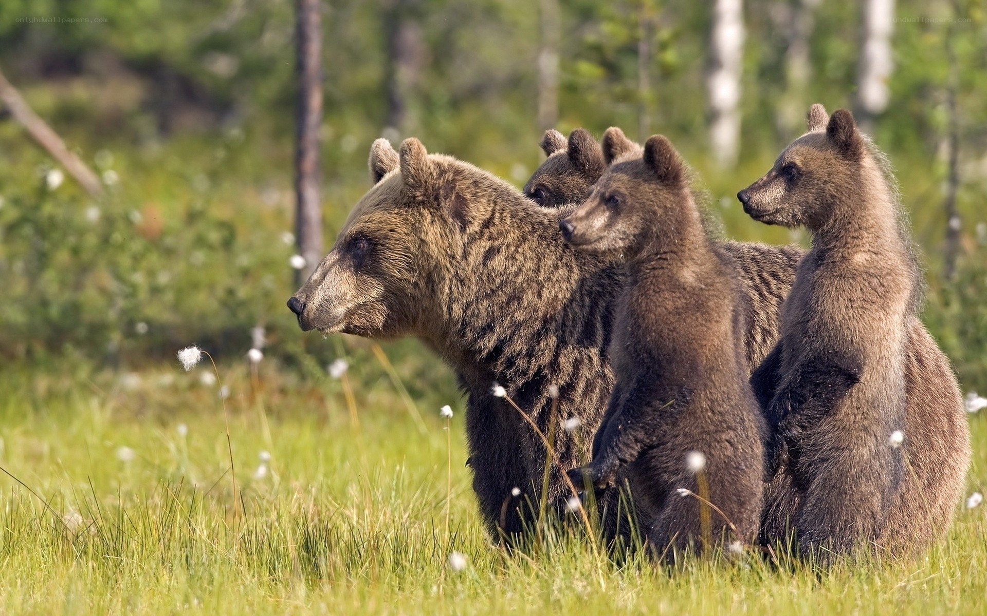 Bear family in forest