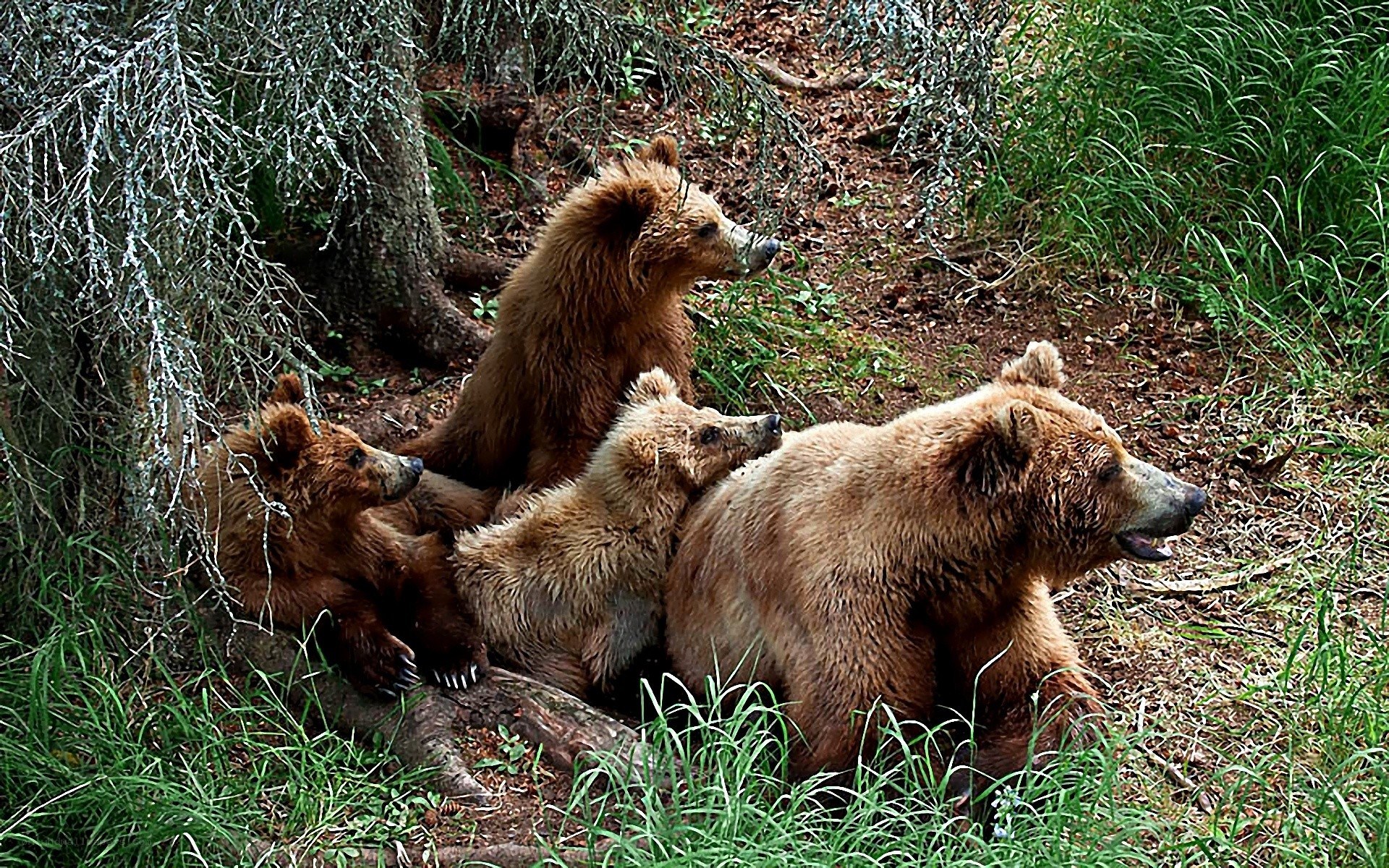 Bear family in forest