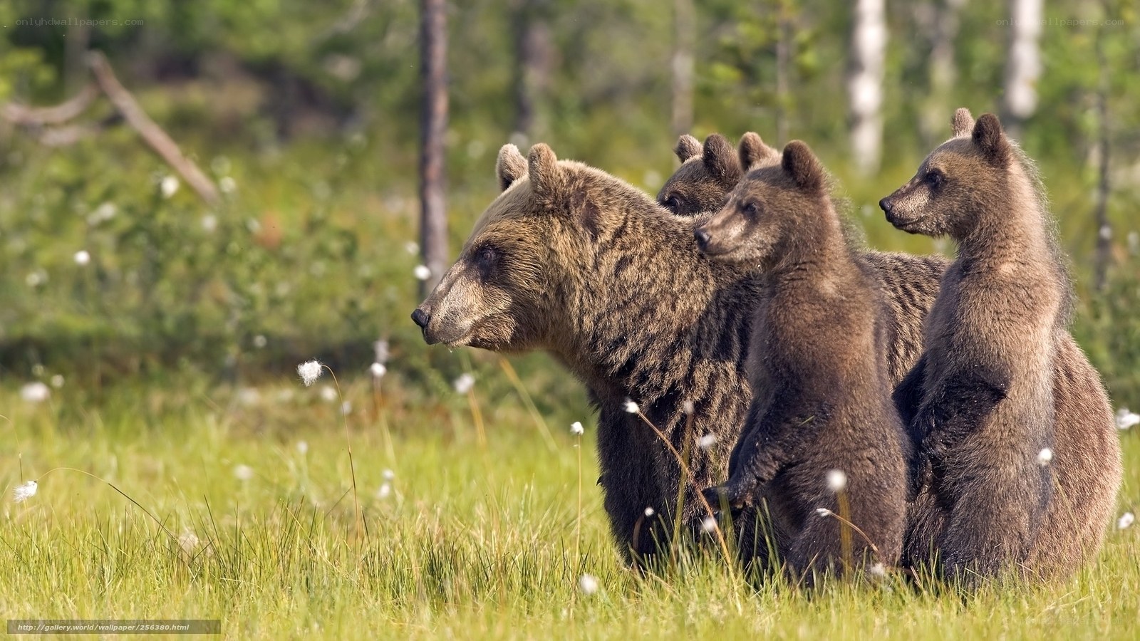 Bear family in forest