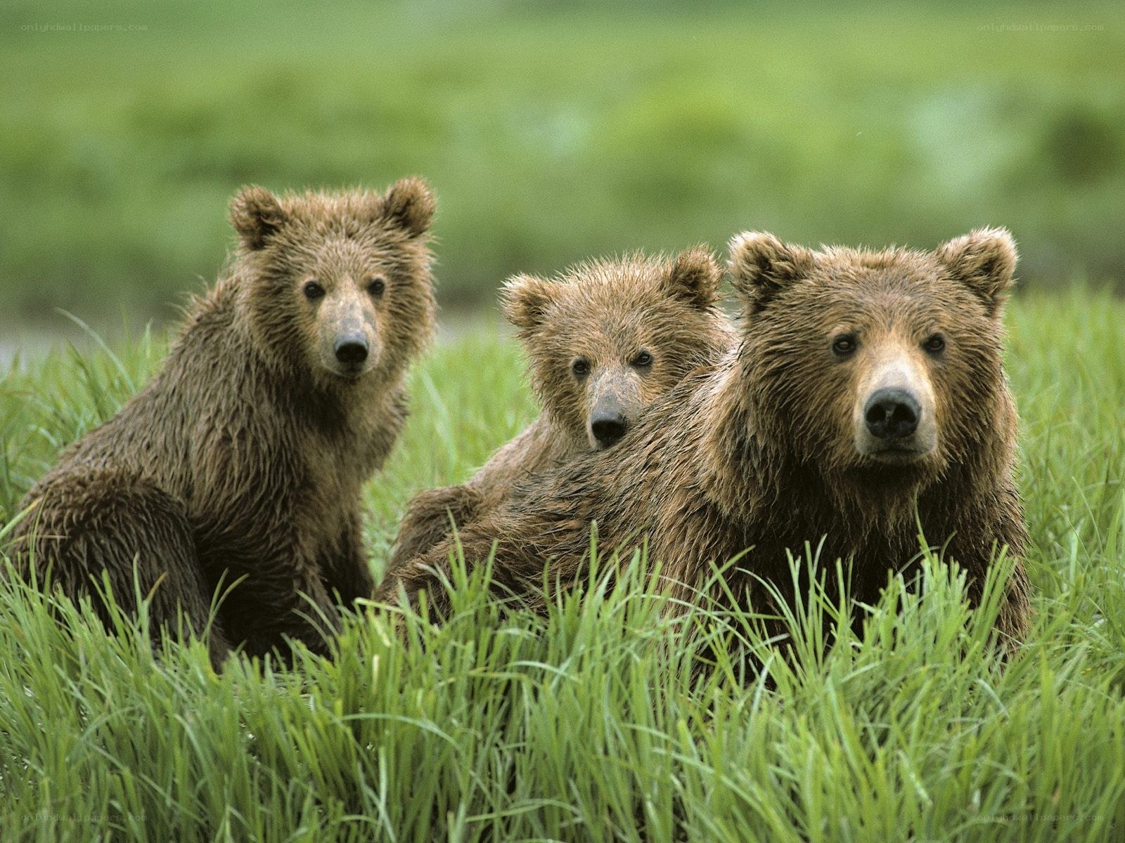Bear family in grass